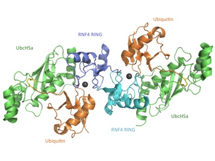 E2_Ub_RING_Xtal_Structure