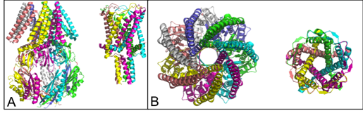 MscSB1